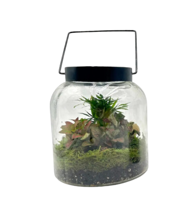 8" Tall Solar Terrarium w/ 3 Plants